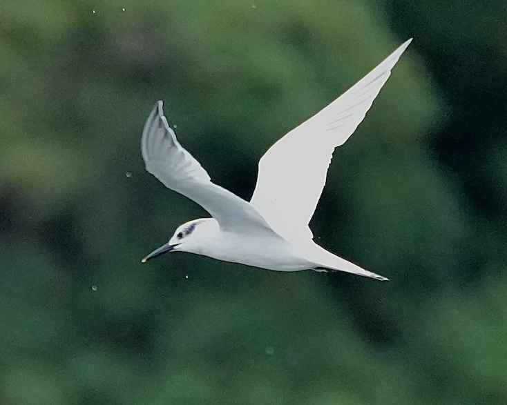 sandwich tern